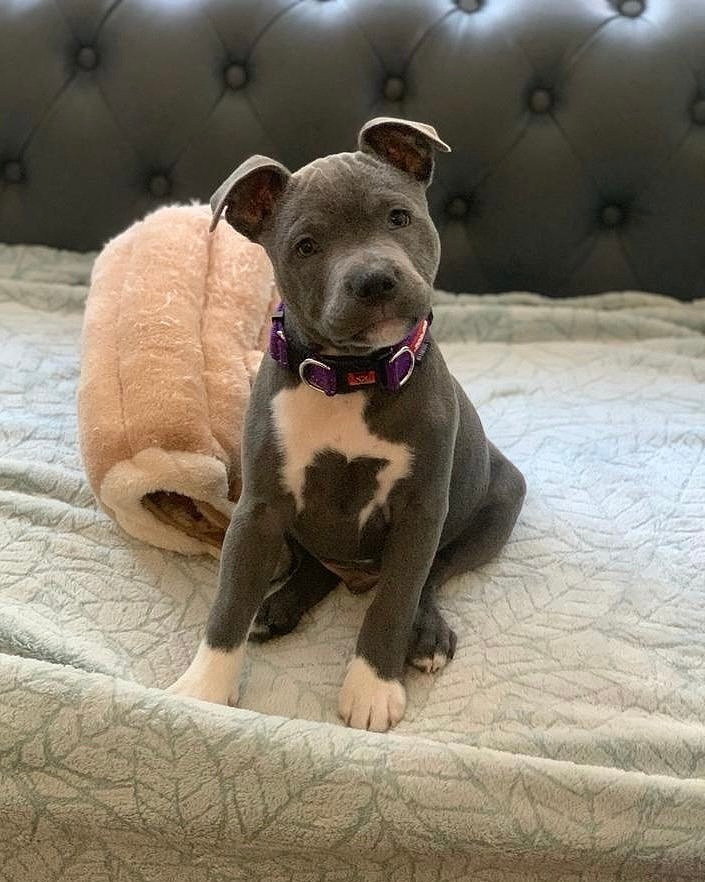 staffies-puppy